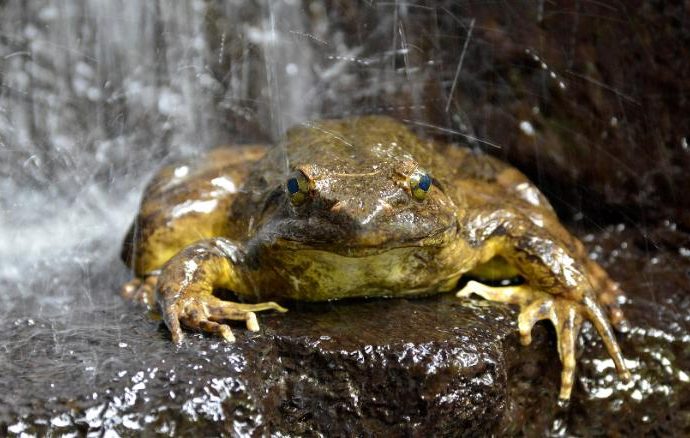 World’s biggest frogs are so strong they move heavy rocks to build their own ponds