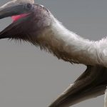 33ft ‘frozen dragon’ pterosaur found in Canada