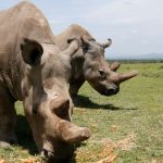 Scientists succeed in creating 2 embryos of near-extinct northern white rhino
