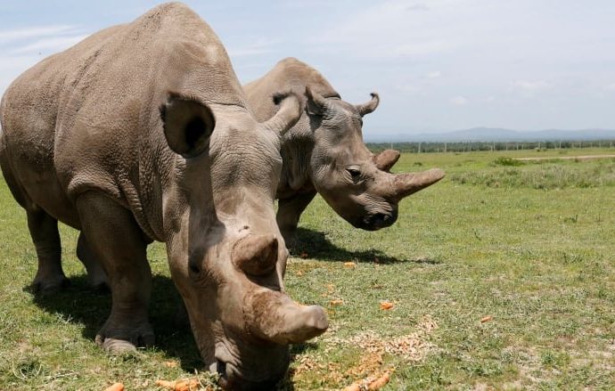 Scientists succeed in creating 2 embryos of near-extinct northern white rhino