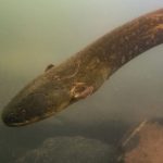 World’s most powerful electric eel discovered, can generate 860-volt shock