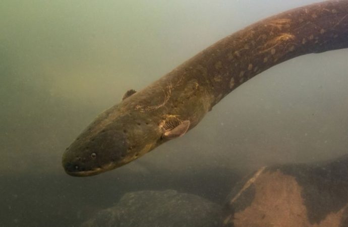 World’s most powerful electric eel discovered, can generate 860-volt shock