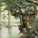 Ancient ape fossil yields surprising new insights about human evolution