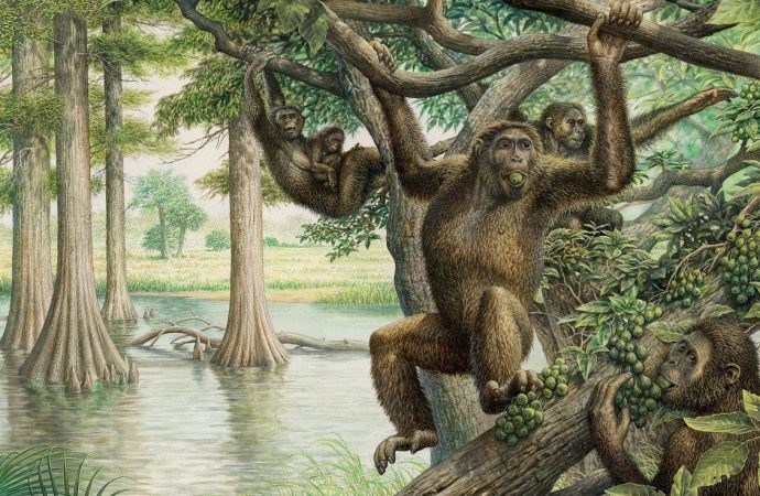 Ancient ape fossil yields surprising new insights about human evolution