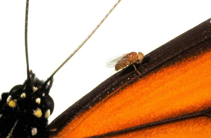 Gene editing can make fruit flies into ‘monarch flies’