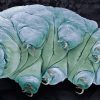 How tardigrades protect their DNA to defy death