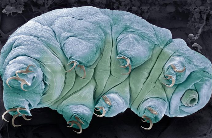 How tardigrades protect their DNA to defy death