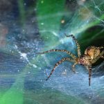 Spider webs don’t rot easily and scientists may have figured out why