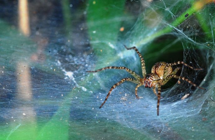 Spider webs don’t rot easily and scientists may have figured out why