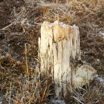 This mysterious Arctic tree stump could reveal ancient secrets