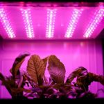 Czech lab grows mustard plants for Mars