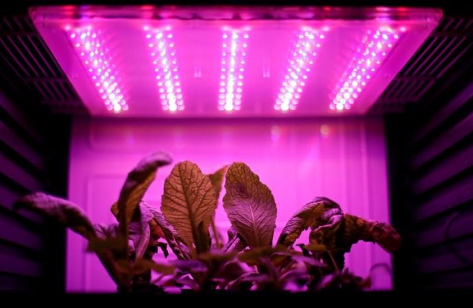 Czech lab grows mustard plants for Mars