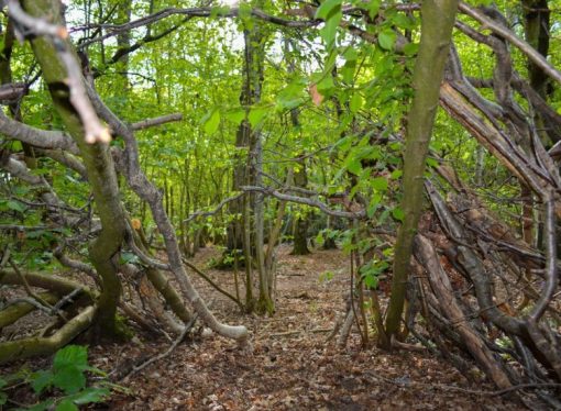 Hunter records mysterious, echoing howl in the Northern Ontario woods