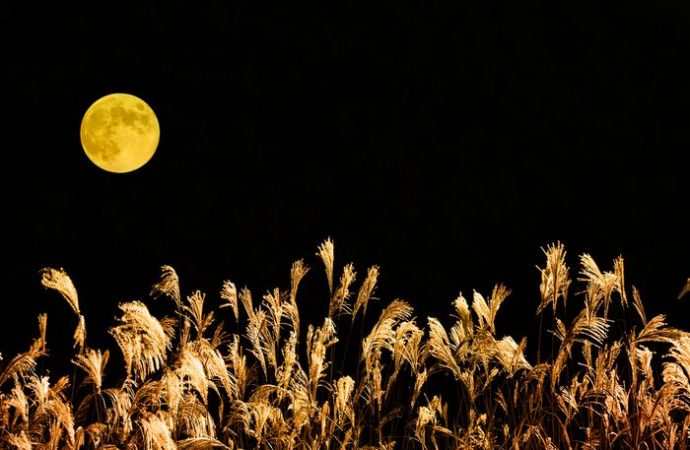 The full November beaver moon will soon be shining, along with the Taurid meteor shower