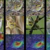This AI birdwatcher lets you ‘see’ through the eyes of a machine