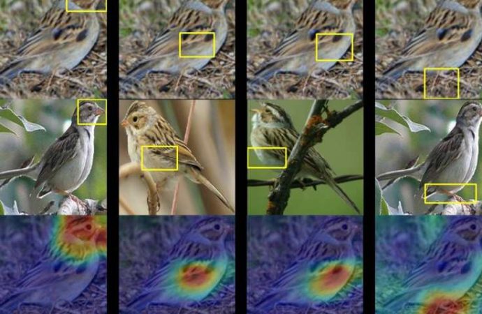 This AI birdwatcher lets you ‘see’ through the eyes of a machine