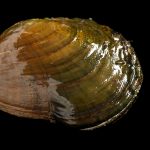 A freshwater mussel apocalypse is underway—and no one knows why.