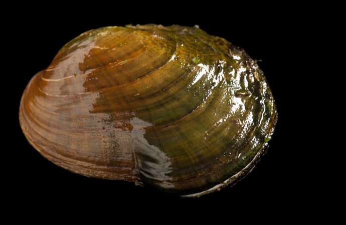 A freshwater mussel apocalypse is underway—and no one knows why.