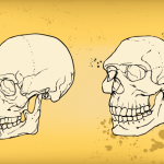 A gene tied to facial development hints humans domesticated themselves