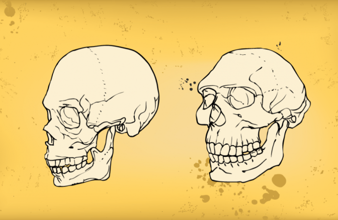 A gene tied to facial development hints humans domesticated themselves