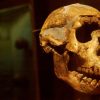 First human ancestors to leave Africa died out in Java, scientists say