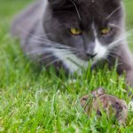 A parasite that makes mice unafraid of cats may quash other fears too