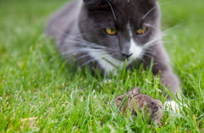 A parasite that makes mice unafraid of cats may quash other fears too