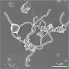 Deep-sea microbe sheds light on primordial evolutionary milestone