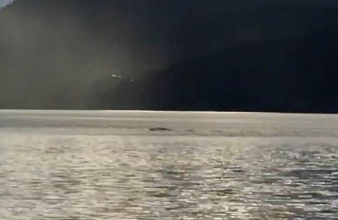 Father and son film ‘Ogopogo’ in Canadian lake
