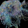 Google Assists in Publishing the Largest High-Res Image of Brain Connectivity