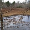 Mountain swamp known for Bigfoot sightings is being saved by NC conservationists