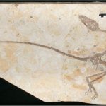 New dinosaur discovered in China shows dinosaurs grew up differently from birds