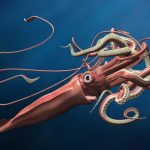 The mysterious, legendary giant squid’s genome is revealed