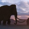 Ancient Genes Reveal The Last Mammoths on Earth Were a Sickly Mess