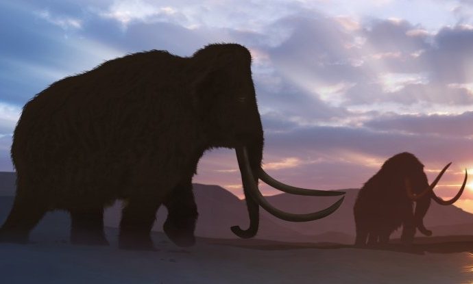 Ancient Genes Reveal The Last Mammoths on Earth Were a Sickly Mess