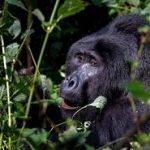 Coronavirus could threaten endangered great apes, scientists warn