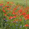 Farmers Return To Ancient Method: Fighting Pests By Planting Wildflowers Instead of Using Chemicals