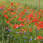 Farmers Return To Ancient Method: Fighting Pests By Planting Wildflowers Instead of Using Chemicals