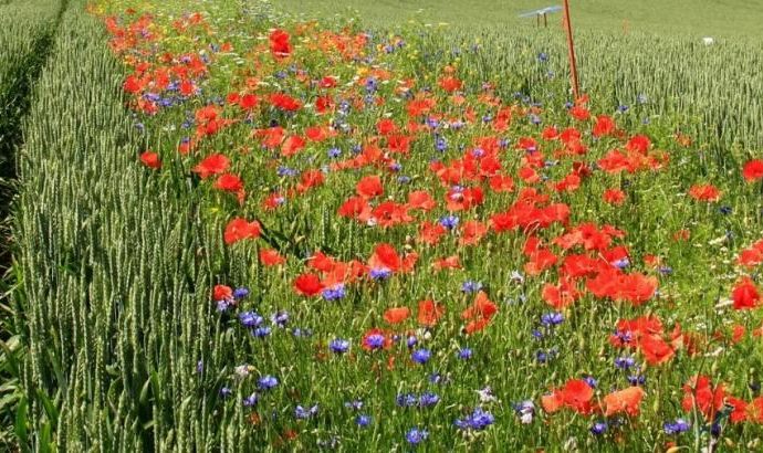 Farmers Return To Ancient Method: Fighting Pests By Planting Wildflowers Instead of Using Chemicals