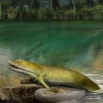 Fins of prehistoric fish reveal origins of the human hand