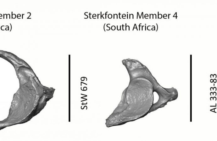 ‘Little Foot’ skull reveals how this more than 3 million year old human ancestor lived