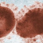 The COVID-19 Virus May Have Been in Humans For Years, Study Suggests