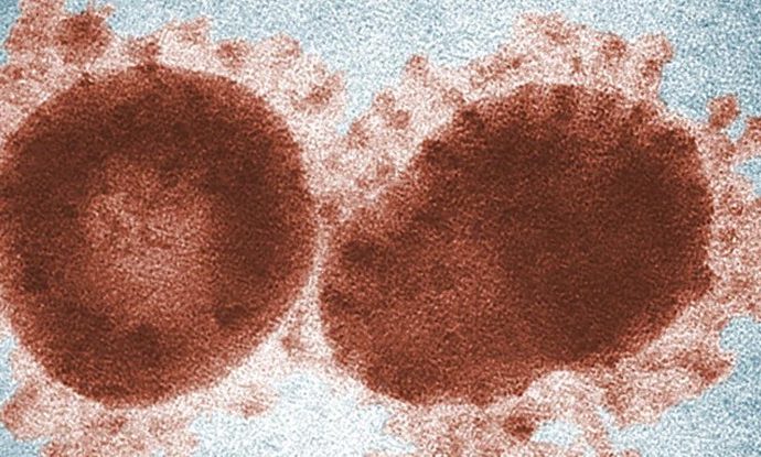 The COVID-19 Virus May Have Been in Humans For Years, Study Suggests