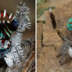 These 7 New Species of Adorable Little Peacock Spiders Will Make You Go ‘Aww’