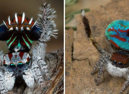 These 7 New Species of Adorable Little Peacock Spiders Will Make You Go ‘Aww’