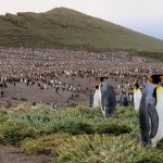 Why did nearly a million king penguins vanish without a trace?