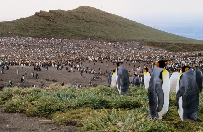 Why did nearly a million king penguins vanish without a trace?