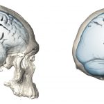 A study compares the parietal lobes in Neanderthals and modern humans