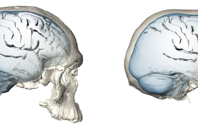 A study compares the parietal lobes in Neanderthals and modern humans