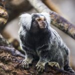 Ancient teeth from Peru hint now-extinct monkeys crossed Atlantic from Africa